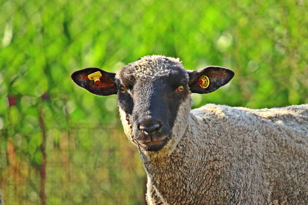 merino sheep