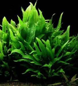 15 Best Low Light Plants for your Aquarium - Easy to Grow Plants 