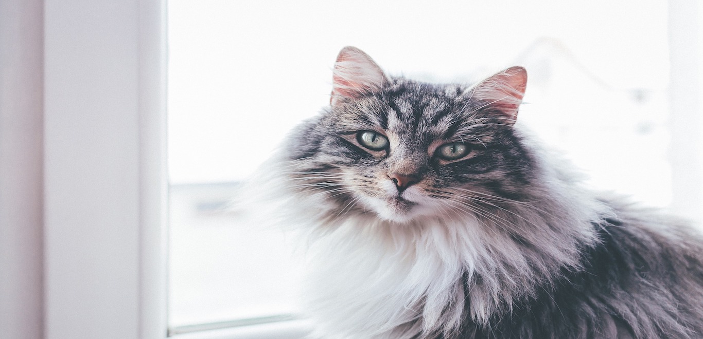 Indoor cat sitting in front of window