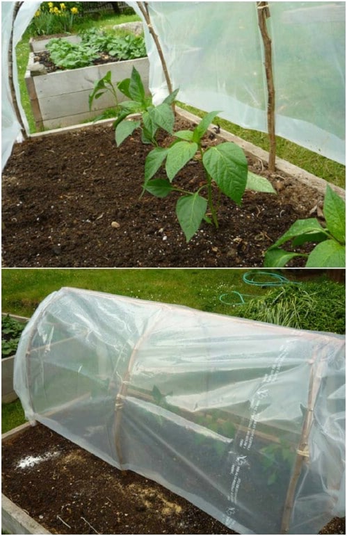 DIY Instant Cloche Greenhouse