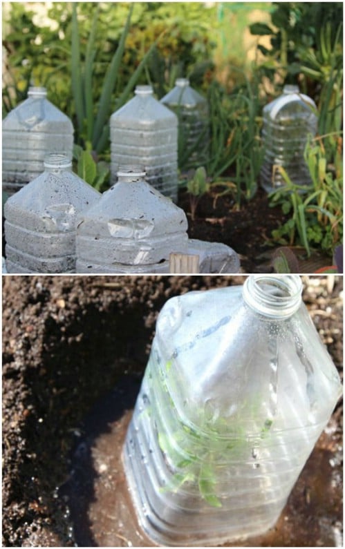 Mini Bottle Greenhouse