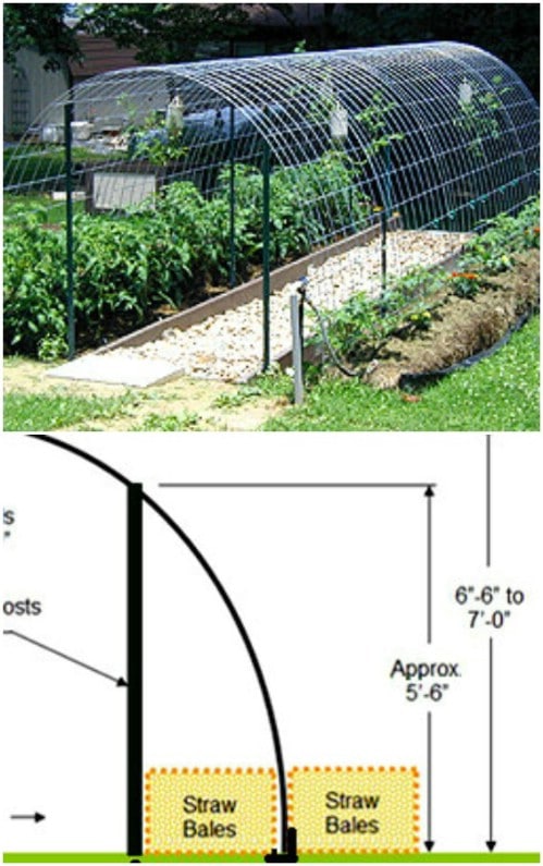 Repurposed Cattle Panel Arched Trellis Greenhouse