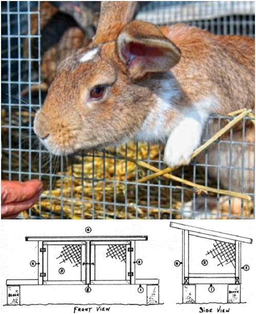 Easy And Inexpensive Rabbit Hutch