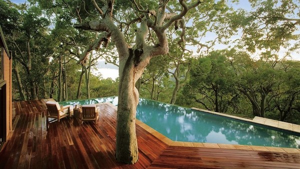 Saving a tree in Australia