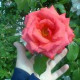 Umm_Rose