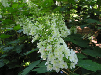 A double-flowered oakleaf hydrangea (Hydrangea quercifolia).