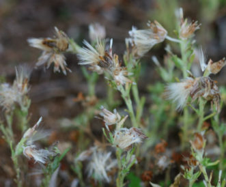 Annual trampweed (Fecelis retusa) is a winter annual weed becomes established in lawns that are mowed very low and not irrigated or fertilized adequately. The fluffy seeds will blow in the wind. 