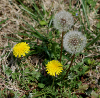 Dandelion (Taraxacum officinale) is a perennial lawn weed that spreads by wind-blown seeds.