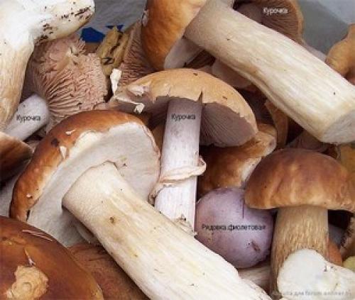 Что за грибы курочки. Как найти и заготовить на зиму грибы курочки