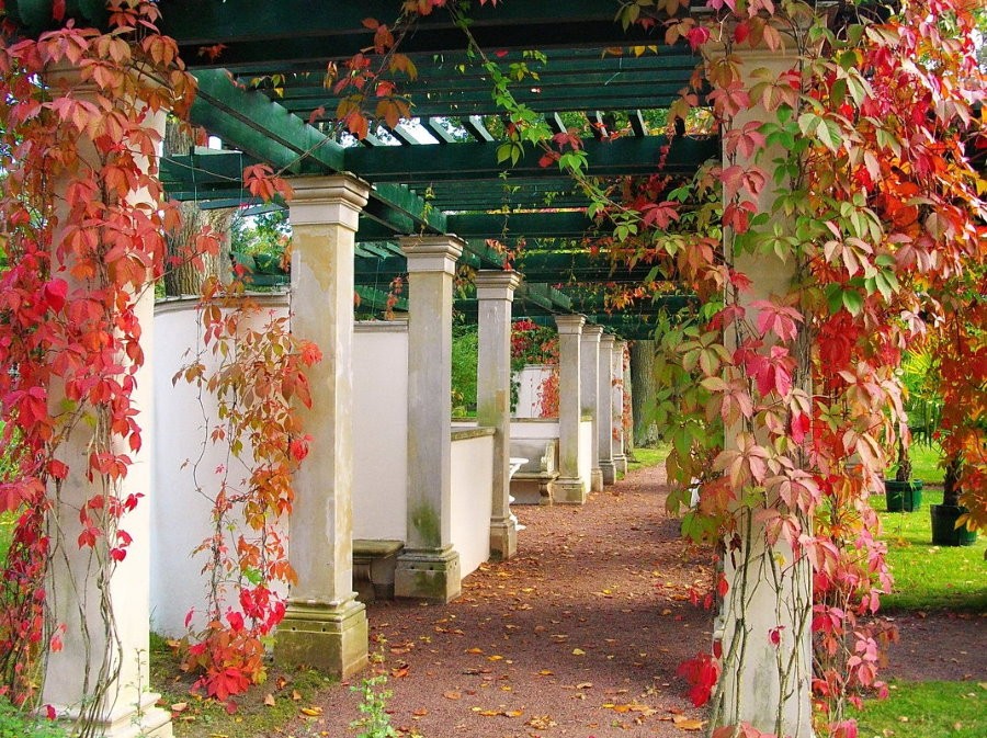 Багряные листья на лозе девичьего винограда