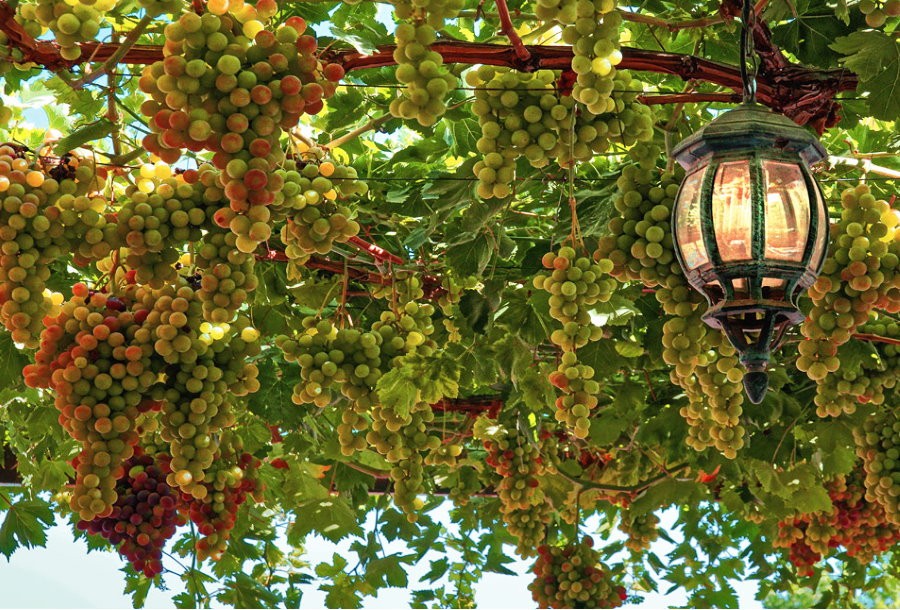 Кованный фонарь на перголе с виноградом