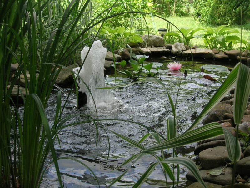 пруд на даче