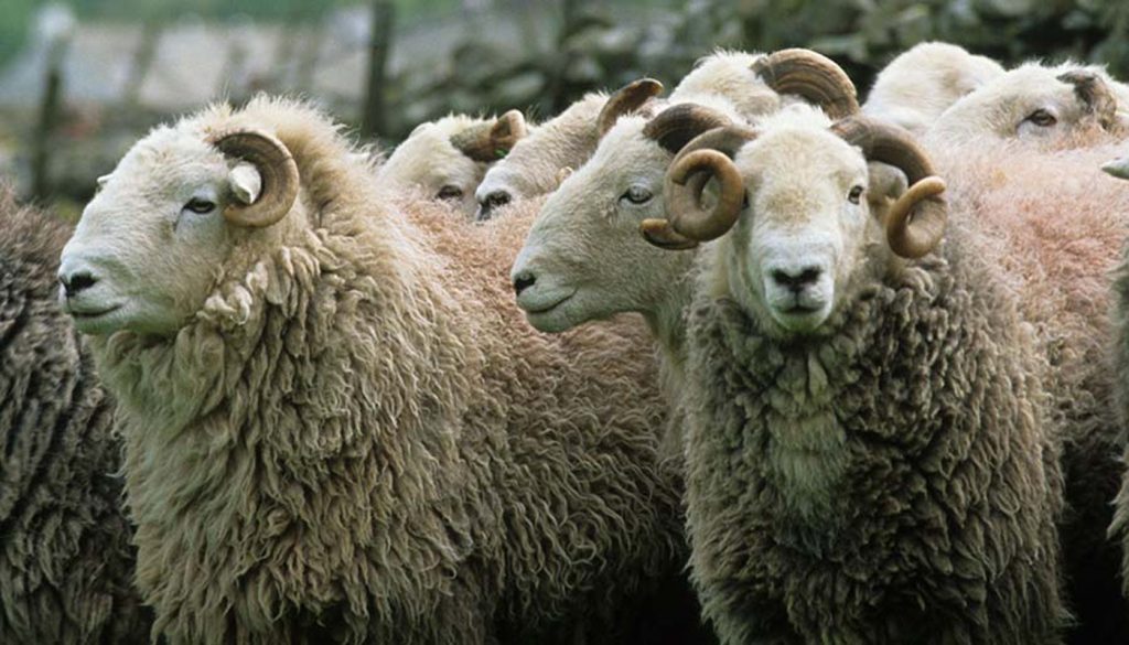 herdwick-sheep