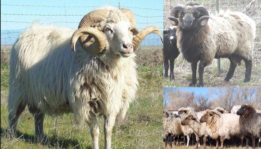 navajo-churro-sheep