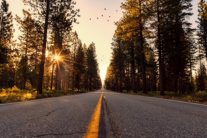 Low perspective photo of a road in a forest at sunset