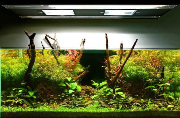 Свет для аквариума с растениями