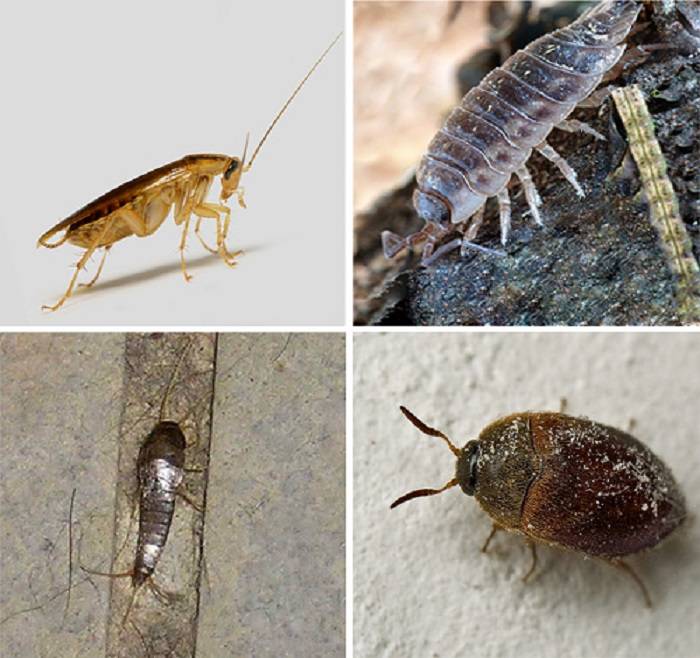 Домашние насекомые разводит человек. Домашние насекомые. Домашние вредители насекомые. Домашние насекомые в квартире.