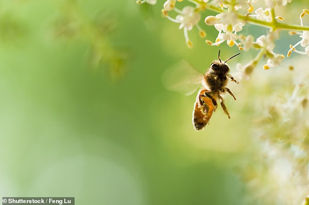 Insects make up two-thirds of the life on Earth and play an obvious and critical part in the food chain. Their demise would spell nothing short of ecological armageddon [File photo]