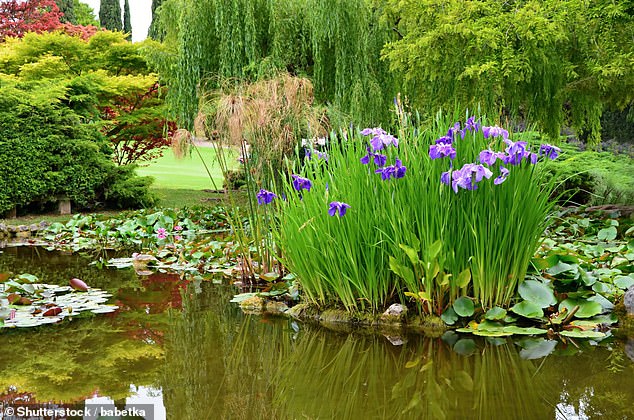 A garden pond attracts all sorts of life. I’ve seen an occasional heron come by to eat the fish in my pond. If you are spectacularly lucky and live near a river, it is just possible that you might even be visited by an otter [File photo]