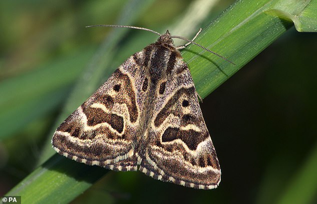 To many people, moths are drab, brownish creatures of the night, annoying little beasts that flap into the house on a summer’s evening and bash themselves to dusty pieces on the light fittings [File photo]