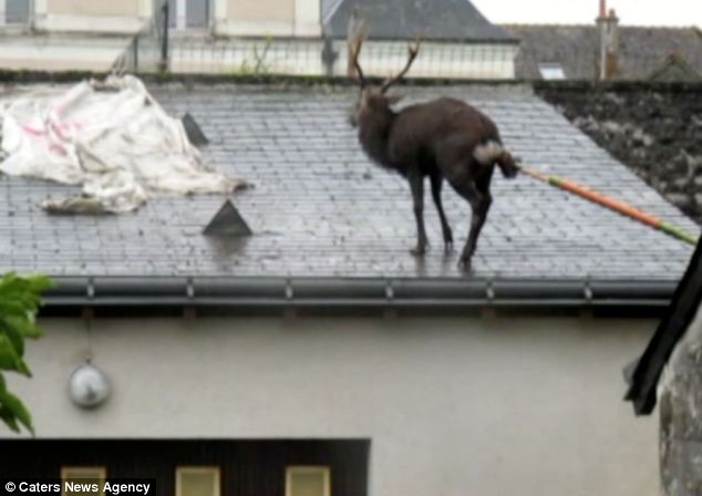 Helping hand: One of the rescuers tries to 