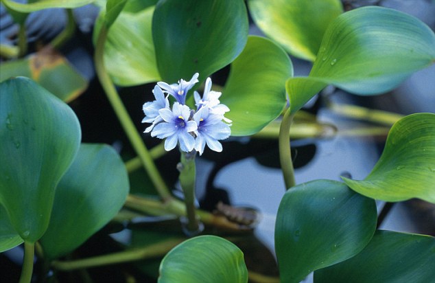 The water hyacinth is a favourite of pond owners because it protects fish from predators such as herons and kingfishers, oxygenates water, and prevents algae from clogging ponds