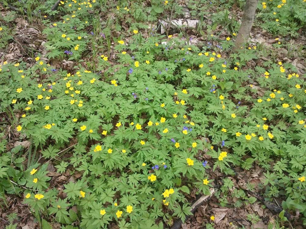 Ветреница лю́тиковая (лат. Anémone ranunculoídes) Медуни́ца (лат. Pulmonária)