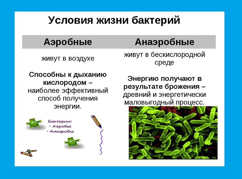 Аэробные и анаэробные бактерии