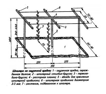 Схема посадки огурцов на шпалеру