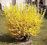 Forsythia