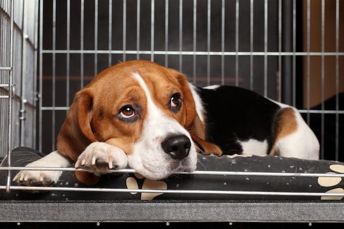 Sad Dog in a crate