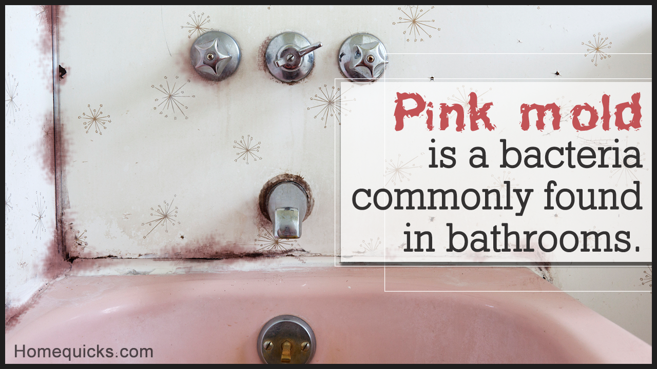 What is Pink Mold and is it Harmful?