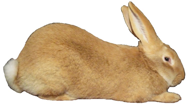 Flemish Giant Rabbit Breed