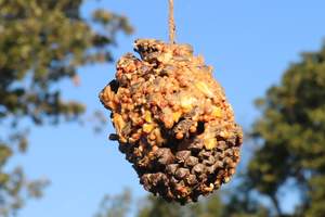 Peanut butter pine cone bird feeder