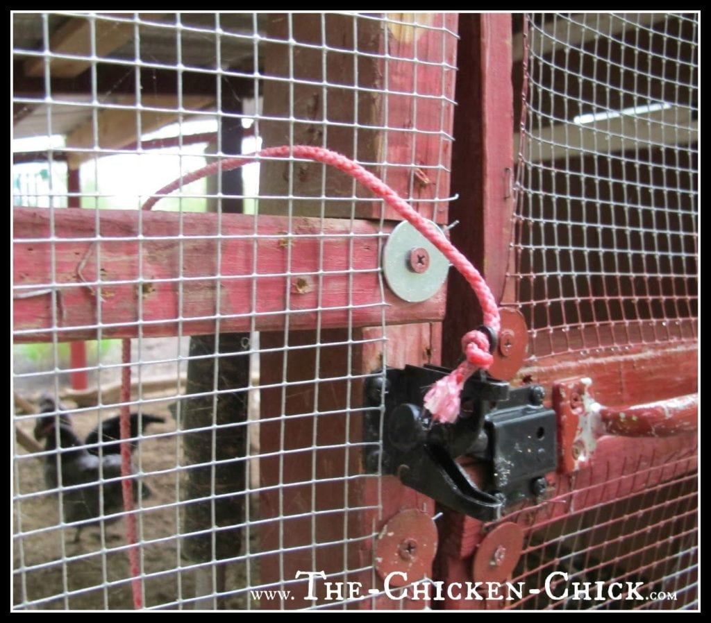 Opt for barrel locks, padlocks, or any other lock that requires multiple steps to unlatch. Raccoons can operate simple locks and turn basic chicken coop door handles.