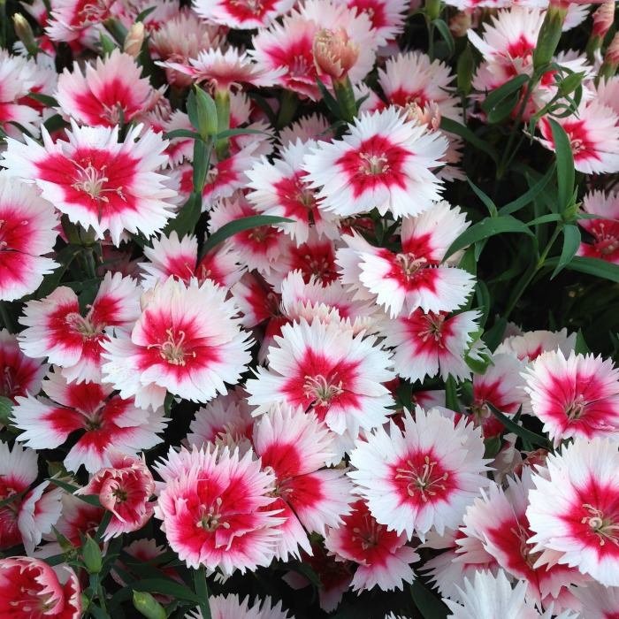 Dianthus makes a great mounting plant in early spring.