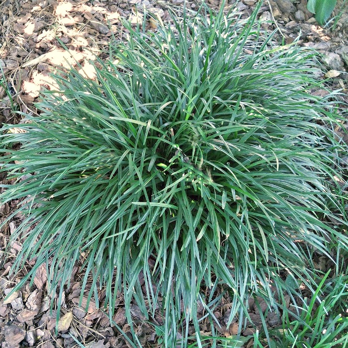Liriope - Monkey Grass can be used as a focal plant , border plant or ground cover.