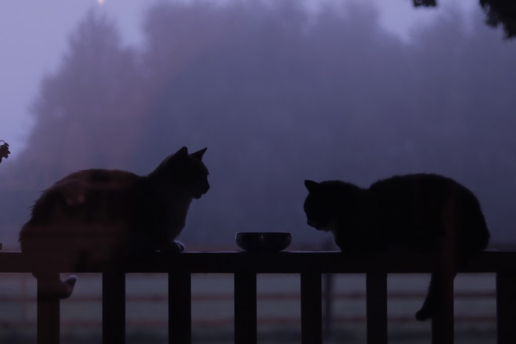 Кошки на заборе ночью красивое фото