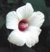 Hibiscus moscheutos Hibiscus moscheutos