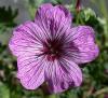 Geranium cinereum Geranium cinereum