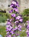 Erysimum Erysimum