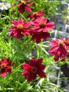 Coreopsis Coreopsis