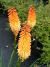 Kniphofia Kniphofia
