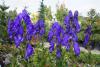 Aconitum carmichaelii Aconitum carmichaelii