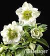 Helleborus Helleborus
