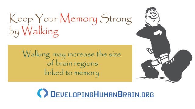 improve memory by walking
