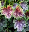 Heuchera americana Heuchera americana
