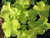 Heuchera x villosa Heuchera x villosa