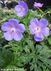 Geranium himalayense Geranium himalayense
