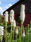 Liatris spicata Liatris spicata